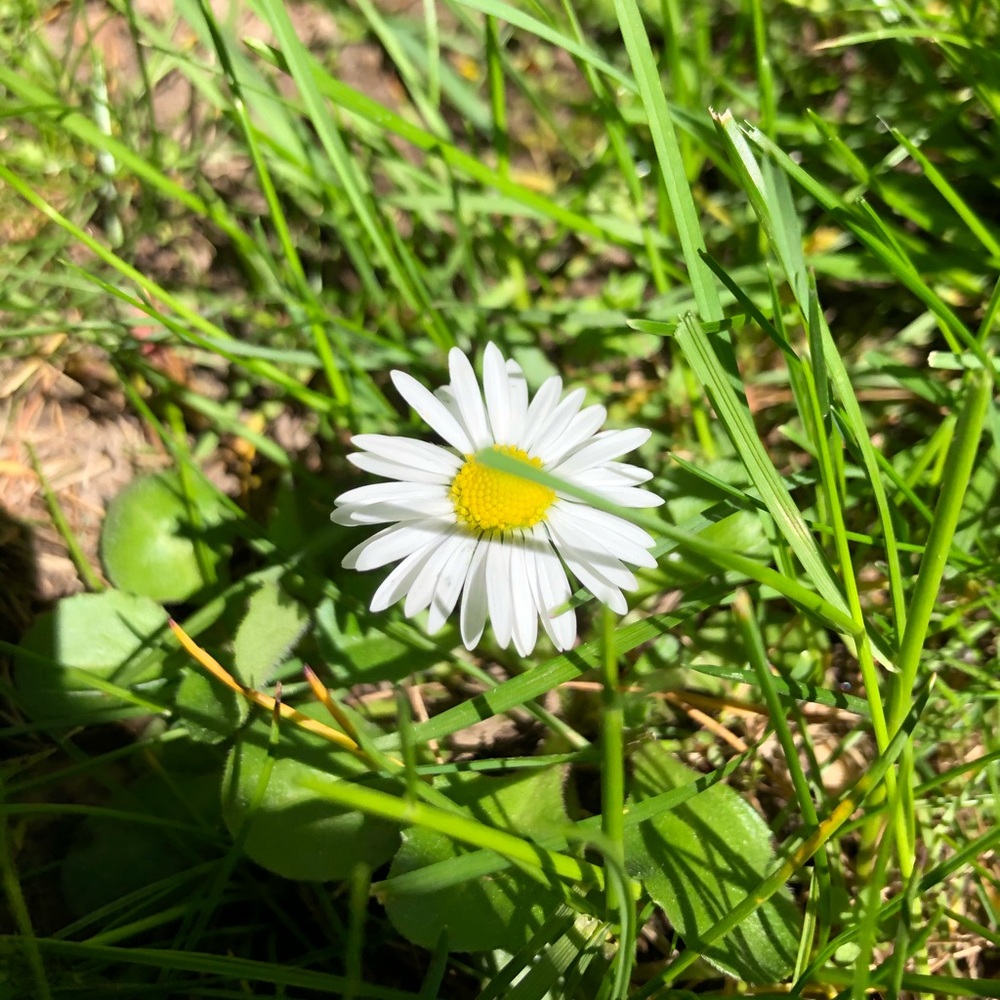 Meet your Posher, Julia